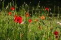 Colourful wild flowers including cornflowers and poppies, photographed in late afternoon in mid summer, in Chiswick, West London U Royalty Free Stock Photo