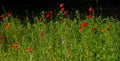 Colourful wild flowers including cornflowers and poppies, photographed in late afternoon in mid summer, in Chiswick, West London U Royalty Free Stock Photo