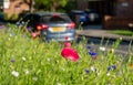 Colourful wild flowers, including poppies and cornflowers, on a roadside verge in Eastcote, West London UK. Royalty Free Stock Photo