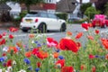 Colourful wild flowers, including pink poppies and cornflowers, on a roadside verge in Eastcote, Hillingdon, UK Royalty Free Stock Photo