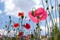 Colourful wild flowers, including poppies and cornflowers, on a roadside verge in Eastcote, London UK Royalty Free Stock Photo