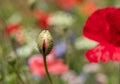 Colourful wild flowers, including poppies and cornflowers, on a roadside verge in Eastcote, London UK Royalty Free Stock Photo