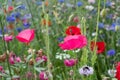 Colourful wild flowers, including poppies and cow parsley, on a roadside verge in Eastcote, London UK Royalty Free Stock Photo