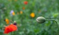 Colourful wild flowers including poppies, photographed in late afternoon in mid summer, in Chiswick, West London U Royalty Free Stock Photo