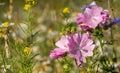 Colourful wild flowers, photographed during a heatwave in Gunnersbury Park, west London, UK.