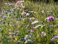 Colourful wild flowers, photographed during a heatwave in Gunnersbury Park, west London, UK.