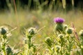 Pink thistle amongst other wild flowers, photographed during a heatwave in Gunnersbury Park, west London, UK.