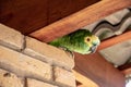 Curious parrot on a farm in Brazil