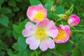 Colourful wild rose flowers.