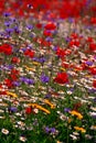 Colourful wildflower meadow, England Royalty Free Stock Photo