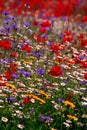 Colourful wildflower meadow, England