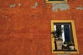 Colourful window in the fishing village of Camogli, Gulf of Paradise, Portofino National Park, Genova, Liguria, Italy