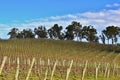 Colourful wine orchad in Adelaide Hills