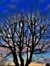 Colourful winter tree with a background of cold sky