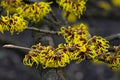 Beautiful Chinese Witch Hazel plant Hamamelis mollis. Delicate yellow blossoms on bare, leafless branches Royalty Free Stock Photo