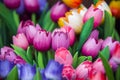 Colourful wooden tulips in amsterdam flower market Royalty Free Stock Photo