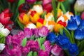 Colourful wooden tulips in amsterdam flower market Royalty Free Stock Photo