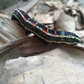 colourful worm on a pile of dry leaves