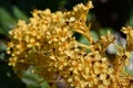 Colourful yellow blooms of Ashoka tree