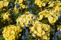 Colourful yellow and blue flowerbed in Springtime