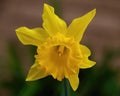 Colourful Yellow Daffodil flower closeup in a garden setting Royalty Free Stock Photo