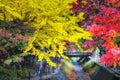 Colourful of yellow Gingko Trees and Red Maple Trees at Momiji Kairo in Autumn, Kawaguchiko Lake, Japan