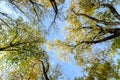 Colourful yellow and green leaves and trees branches viewed from below towards blu sky in a forest in a sunny autumn day Royalty Free Stock Photo