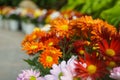 Flower colourful yellow orange red purple pink white chrysanthemum gerbera daisies daisy Royalty Free Stock Photo