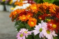 Flower colourful yellow orange red purple pink white chrysanthemum gerbera daisies daisy Royalty Free Stock Photo