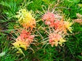 Colourful Spindly Australian Wildflowers on Green Shrub Royalty Free Stock Photo