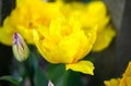 Colourful yellow parrot tulips beginning to bloom in spring garden Royalty Free Stock Photo