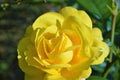 A colourful yellow rose bloom. Royalty Free Stock Photo