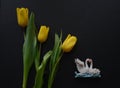 Colourful Yellow Tulips and Two Swans on Black Background Royalty Free Stock Photo