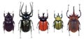 Colourfull Beetles