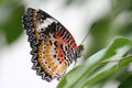 A colourfull butterfly. Royalty Free Stock Photo