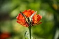 colourfull butterfly on flower Royalty Free Stock Photo
