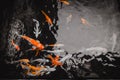 Colourfull Fishes in a pool Royalty Free Stock Photo