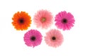 Colourfull Gerbera flowers Royalty Free Stock Photo