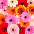 Colourfull Gerbera flowers Royalty Free Stock Photo