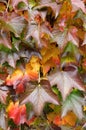 Colourfull green, yellow, red, braun grape leaves in autumn at