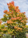 Colourfull maple in autumn Royalty Free Stock Photo