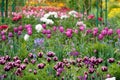 Colourfull tulips at the Norman Garden of Monet in Giverny Royalty Free Stock Photo