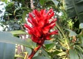 Colourfull wild flower in Bangladesh