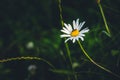 Wild flowers captured in Czech countryside