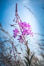 Wild flowers captured in Czech countryside