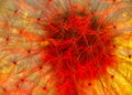 Colourfully lit, dandelion head, encased in glass.