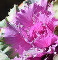 Colourfulness of the Ornamental cabbage Royalty Free Stock Photo