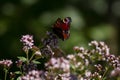 An colouristic Impression: butterfly on oregano.