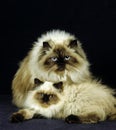 Colourpoint Seal Point Persian Domestic Cat, Mother and Kitten against Black Backgroundnd Royalty Free Stock Photo