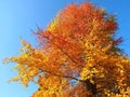 Colours of autumn fall - beautiful black Tupelo tree in front of blue sky